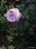Bering Renaissance ™ rose photo