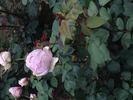 Bering Renaissance ™ rose photo