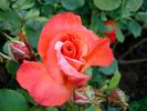 Julie Cussons rose photo