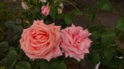 Jasnaja Poljana rose photo