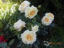 Hermann-Hesse-Rose rose photo
