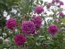 Mosel rose photo
