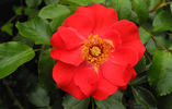 Rotfassade ® rose photo