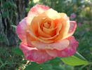 Heart O'Gold ™ rose photo