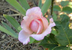 Pearl Essence ™ rose photo