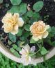 Feueropal rose photo