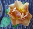 Feueropal rose photo