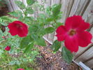 Boys' Brigade® rose photo