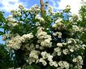 Avenir rose photo