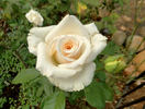 Swan Lake rose photo