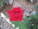 Michael rose photo
