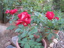 Michael rose photo
