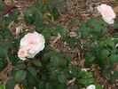 Tranquility ™ rose photo