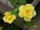 Happy Go Lucky rose photo