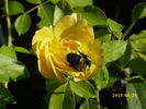 Happy Go Lucky rose photo