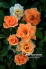 Marigold Sweet Dream rose photo