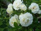 White Meilove rose photo