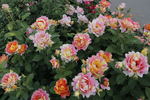 Rose des Cisterciens rose photo