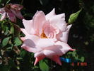 Utro Moskvy rose photo