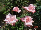 Utro Moskvy rose photo
