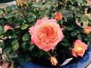 Carnival Glass rose photo
