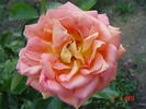 Arlequin ® rose photo