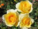 Happy Go Lucky rose photo