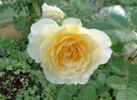 Southern Belle rose photo