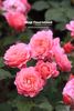 Château de Verteuil ® rose photo