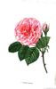 Pauline Labonté rose photo