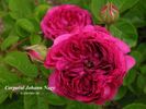 Corporal Johann Nagy rose photo