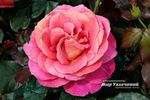 Belle Epoque Sunflor ® rose photo