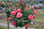 Belle Epoque Sunflor ® rose photo