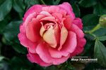 Belle Epoque Sunflor ® rose photo