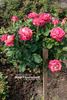 Belle Epoque Sunflor ® rose photo