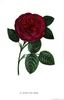 Madame Victor Verdier rose photo