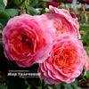 Amandine Chanel ® rose photo