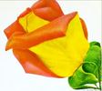 Love Song rose photo