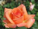 Out of Africa rose photo