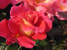 Little Duet rose photo