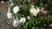 Crystalline ™ rose photo