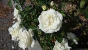 Crystalline ™ rose photo