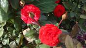 Reba McEntire rose photo