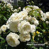 Parky rose photo