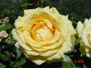 Golden Lady rose photo
