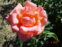 Zambra ® rose photo