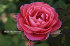 Château de Verteuil ® rose photo