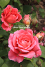 Château de Verteuil ® rose photo