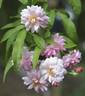 Clytemnestra rose photo