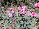 Rubaiyat rose photo